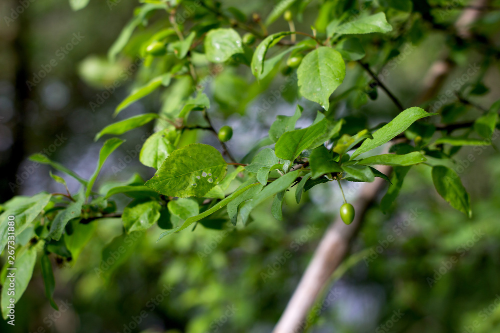 cherry plum cherry plum