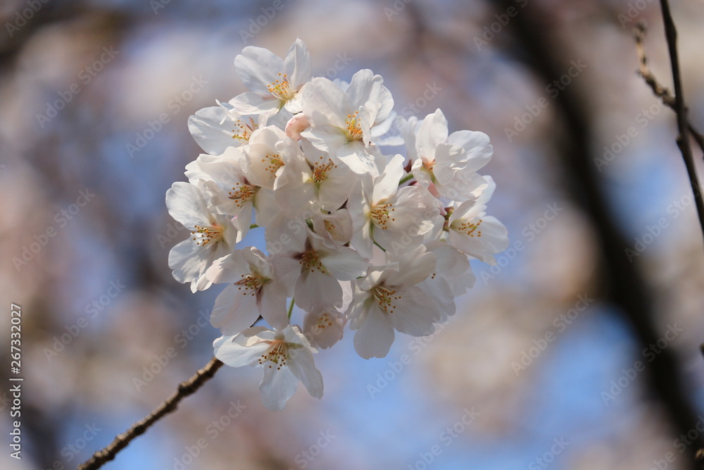 sakura