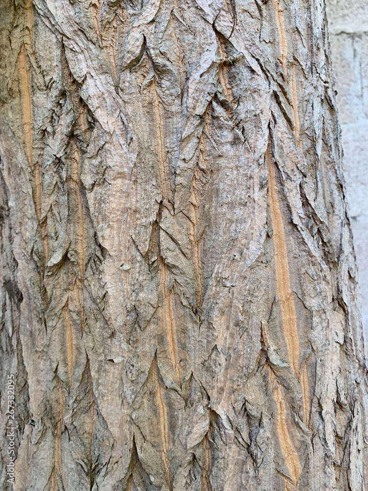 Fondo y textura de tronco de palmera tipo despeinada Fondo y textura de tronco de palmera tipo despeinada