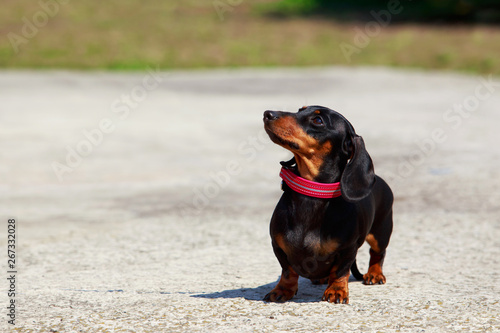 Dog breed dachshund © deviddo