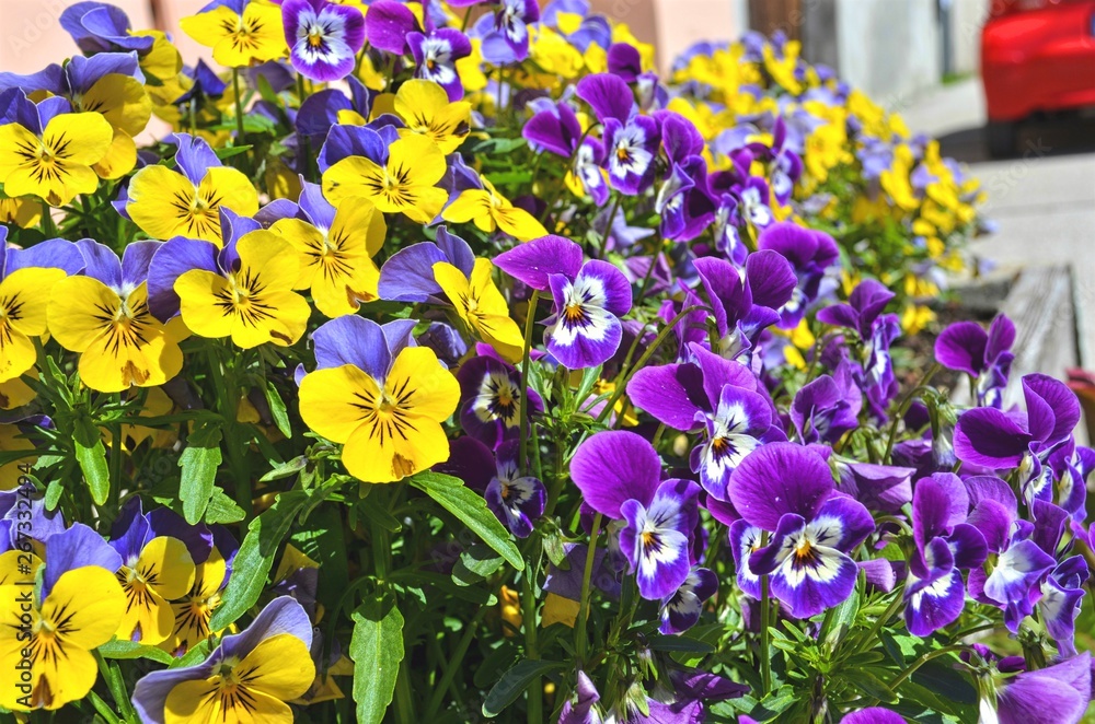 colorful flowers in the garden colorful flowers in the garden