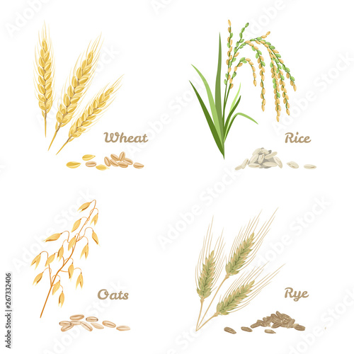 Wheat, rye, rice and oats isolated on white background. Set of agricultural crops in cartoon flat style. Vector stock illustration of spikes and grains.