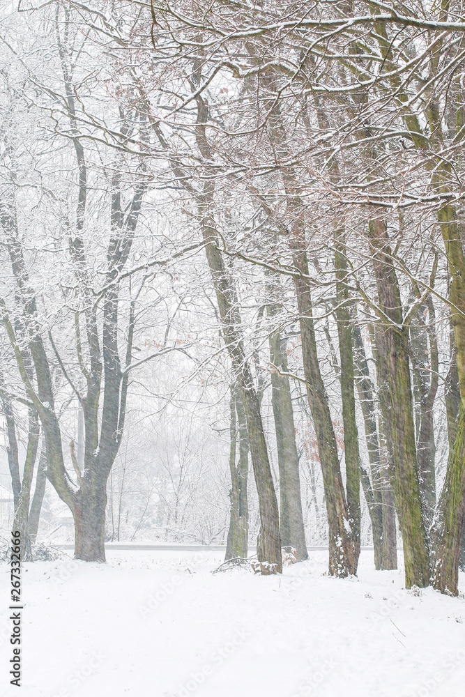 Trees covered with snow during the blizzard.