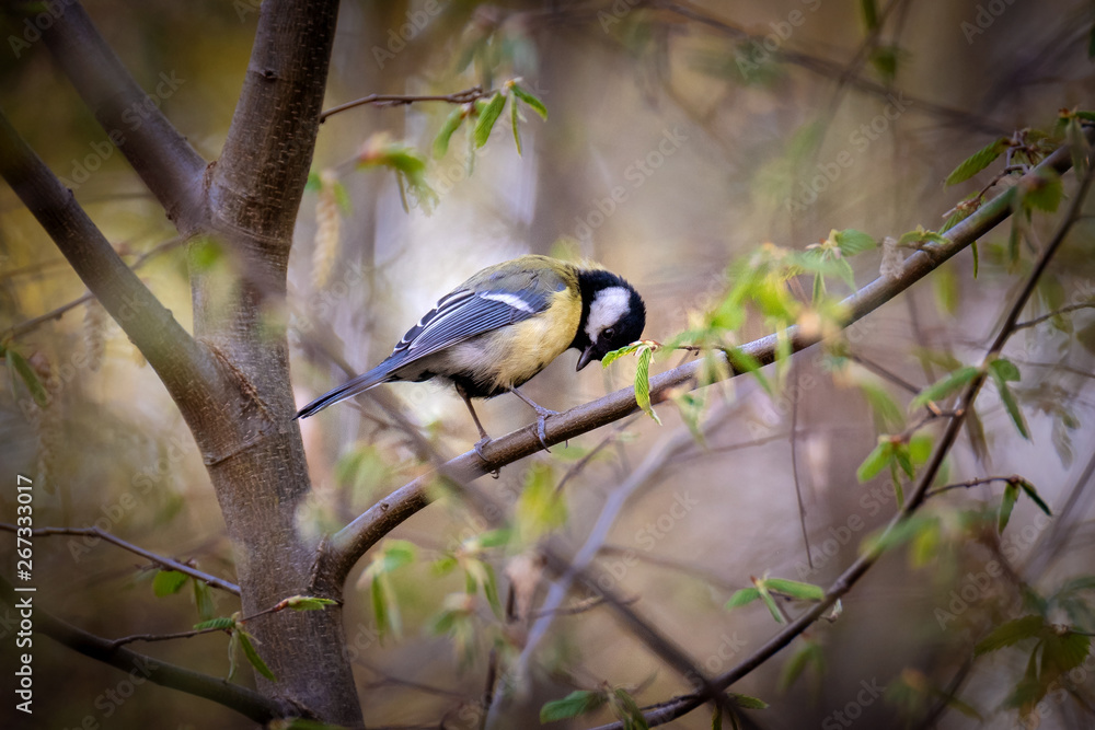 Fototapeta premium Kohlmeise 