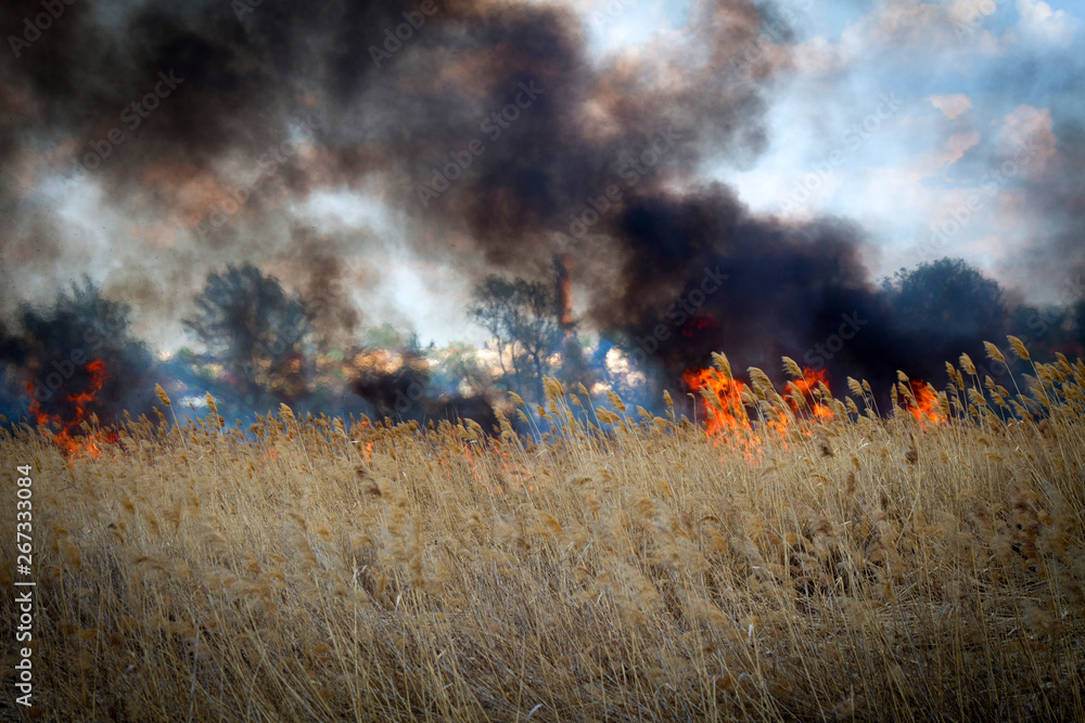 Naklejka premium nature ash, burning forest, fireman working
