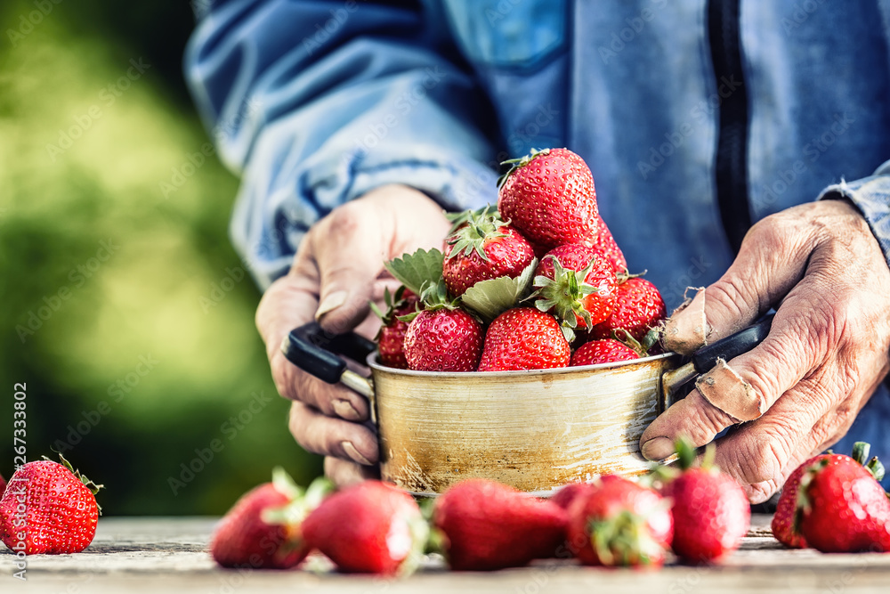 Farme's hands hold an old kitchen pot full of fresh ripe strawberries Farme's hands hold an old kitchen pot full of fresh ripe strawberries