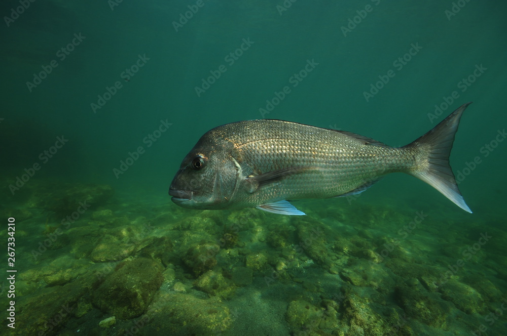 Large Australasian snapper Pagrus auratus swimming above flat rocky bottom. Large Australasian snapper Pagrus auratus swimming above flat rocky bottom.