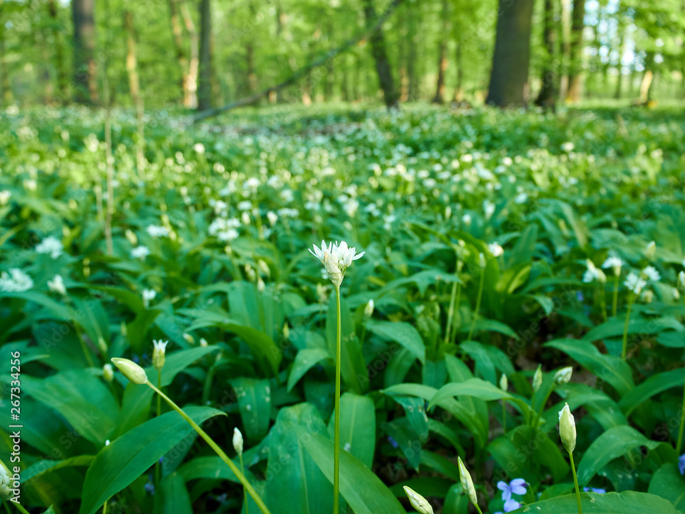 Fototapeta premium View of meadow with flowers and leaves of wild garlic on a spring day.
