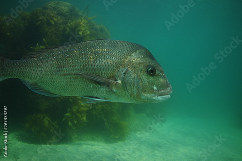 Side detail of large Australasian snapper Pagrus auratus with kelp covered rocky reef in background.