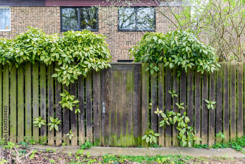 background of wooden boarded fence covered with moss in english town uk background of wooden boarded fence covered with moss in english town uk