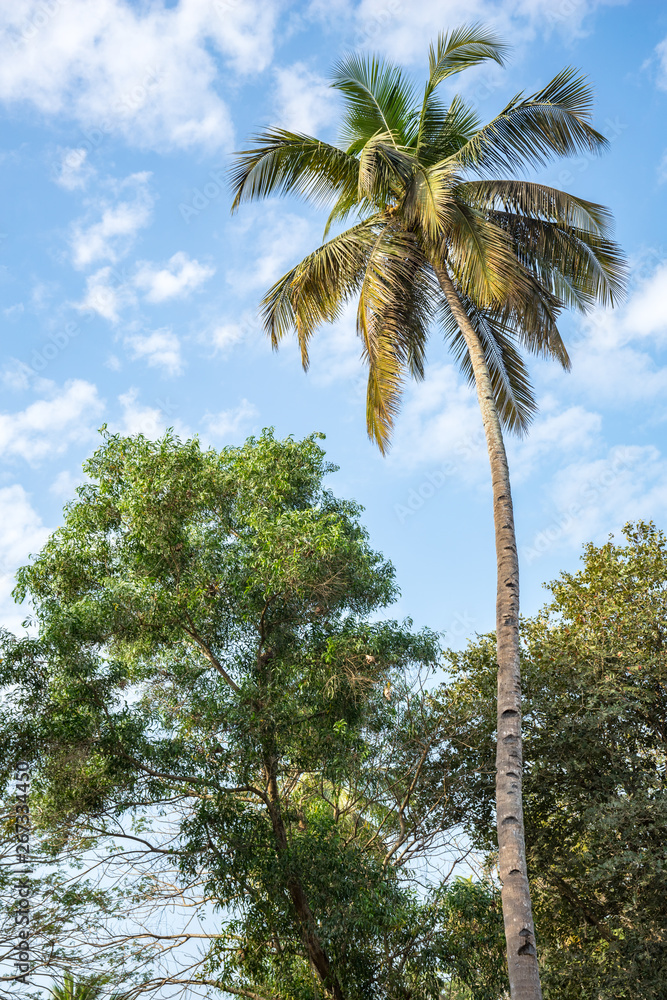 Obraz premium Coconut palm on blue sky background. Palm tree. Green Coconut Palm leaves close up. Tropical forest. Blue sky with white clouds. Relax. Travel. Tourism.