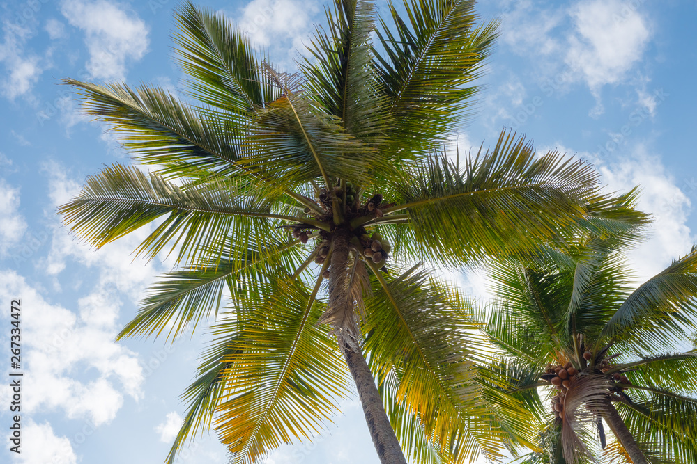 Coconut palm on blue sky background. Palm tree. Green  Coconut Palm leaves close up. Tropical forest. Blue sky with white clouds. Relax. Travel. Tourism.