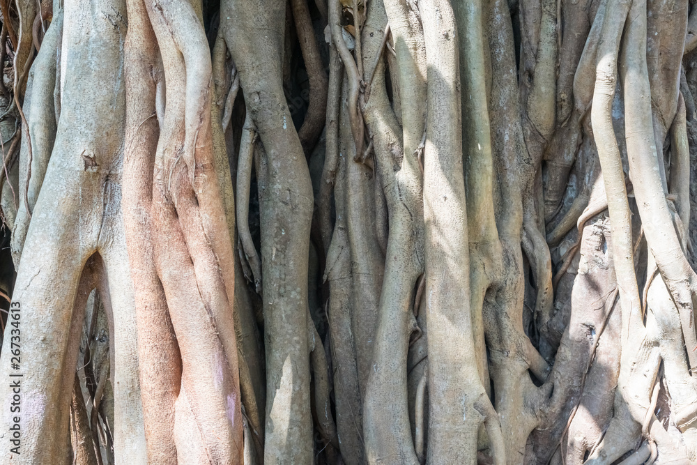 Banyan tree roots Closeup. Twisted roots of an old tree formed authentic natural pattern. Banyan tree trunk close up. Detailed texture of the banyan tree bark for background. Banyan tree roots Closeup. Twisted roots of an old tree formed authentic natural pattern. Banyan tree trunk close up. Detailed texture of the banyan tree bark for background.
