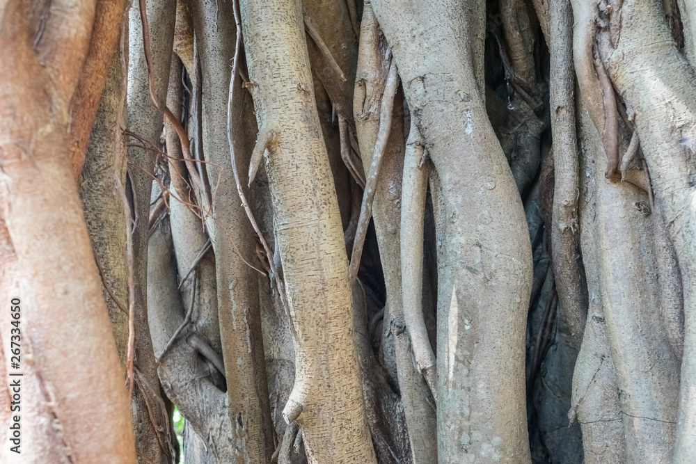 Fototapeta premium Banyan tree roots Closeup. Twisted roots of an old tree formed authentic natural pattern. Banyan tree trunk close up. Detailed texture of the banyan tree bark for background. 