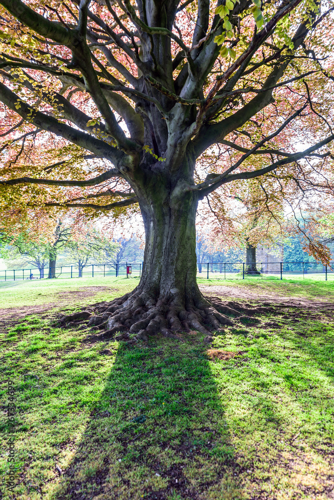 Fototapeta premium large old tree growing in british park