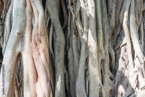 Banyan tree roots Closeup. Twisted roots of an old tree formed authentic natural pattern. Banyan tree trunk close up. Detailed texture of the banyan tree bark for background. 