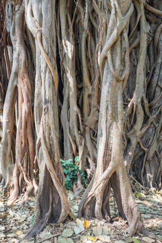 Banyan tree roots Closeup. Twisted roots of an old tree formed authentic natural pattern. Banyan tree trunk close up. Detailed texture of the banyan tree bark for background. 