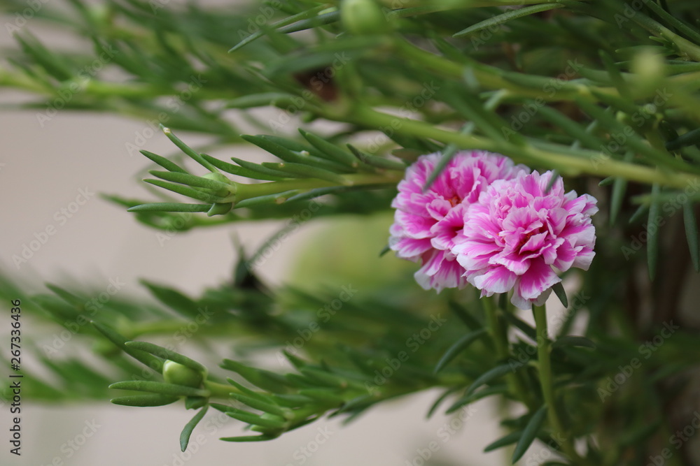 Fototapeta premium pink flower in garden