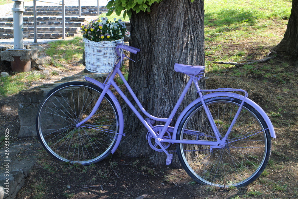 Violet bike propped on tree in Tihany, Balaton, Hungary