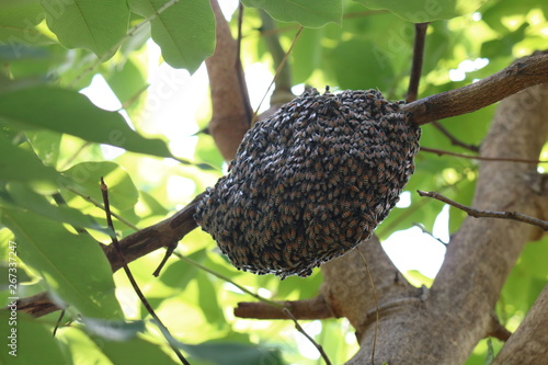 bee swarm of bees