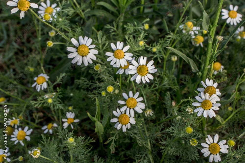 Pateira de Fermentelos, Portugal	