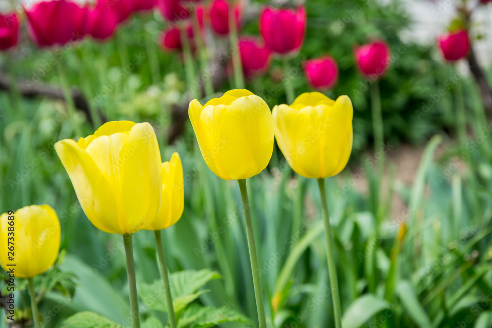 Colorful tulip field with blurred flower as background, mix colored tulips in the garden in the backyard, springtime moments Colorful tulip field with blurred flower as background, mix colored tulips in the garden in the backyard, springtime moments