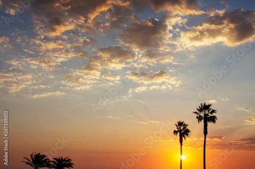 palm trees and colorful sky with beautiful sunset 