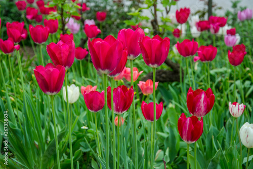 Colorful tulip field with blurred flower as background, mix colored tulips in the garden in the backyard, springtime moments