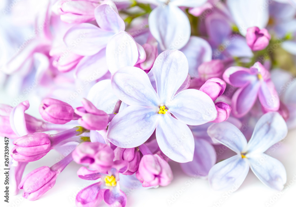 Beautiful lilac flowers. Floral motif wallpaper