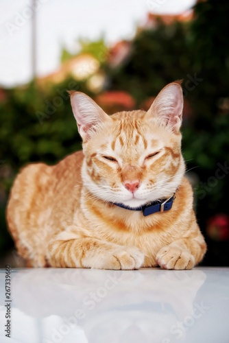 Portrait Cat