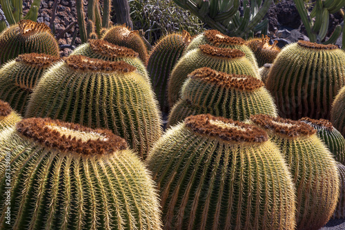 Guatiza, Spain, 03-15-2019.  Cactus garden, jardin de cactus at Guatiza. Lanzarote. Canary islands. Spain. photo