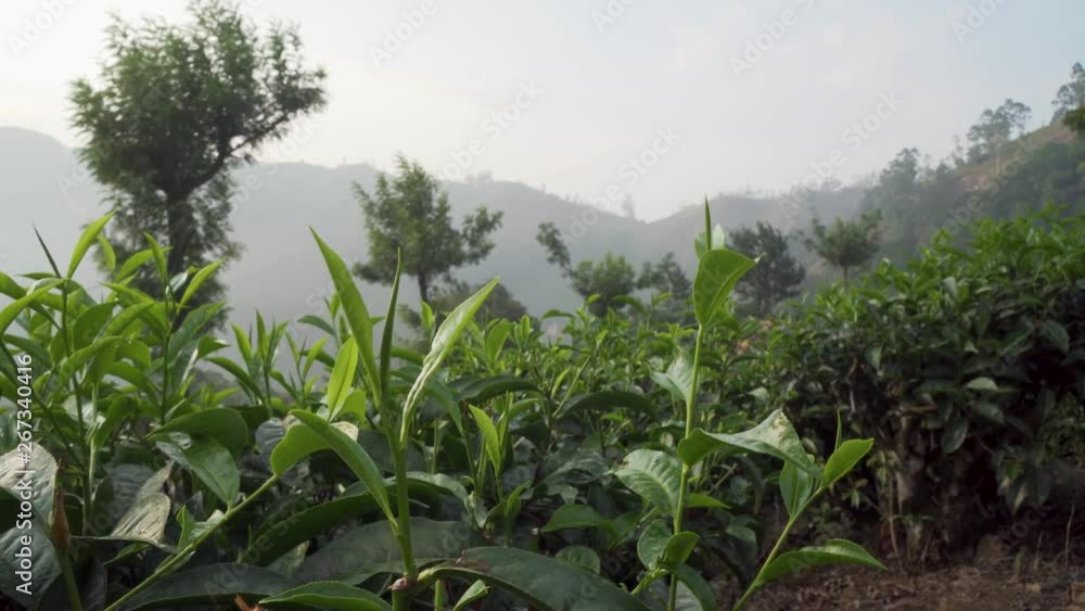 Ascending view over tops of fresh cultivation tea plantation green foliage leaves with farmland hills & meadow along horizon. Descending down to lower angle view. Ascending view over tops of fresh cultivation tea plantation green foliage leaves with farmland hills & meadow along horizon. Descending down to lower angle view.