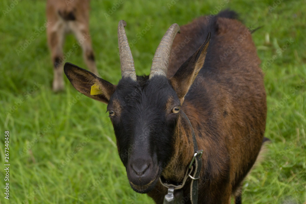 Ziege auf der Wiese