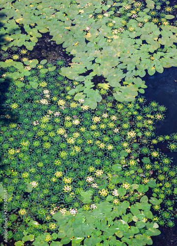 Schilderij op canvas Leaves of lilies and caltrops on the water