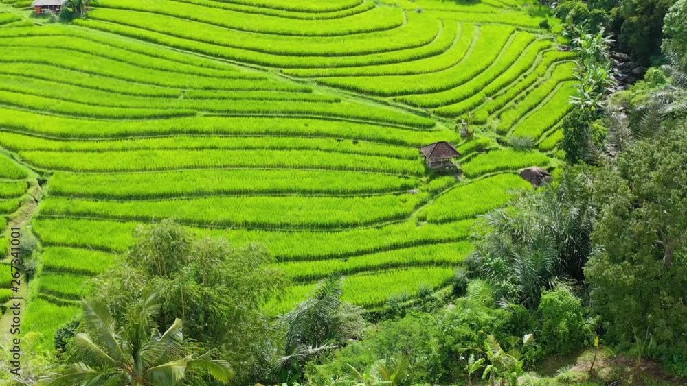 Aerial view of rice terraces. Landscape with drone. Agricultural landscape from the air. Rice terraces in the summer. UNESCO World Heritage - Jatiluwih rise terrace, Bali, Indonesia. Aerial view of rice terraces. Landscape with drone. Agricultural landscape from the air. Rice terraces in the summer. UNESCO World Heritage - Jatiluwih rise terrace, Bali, Indonesia.