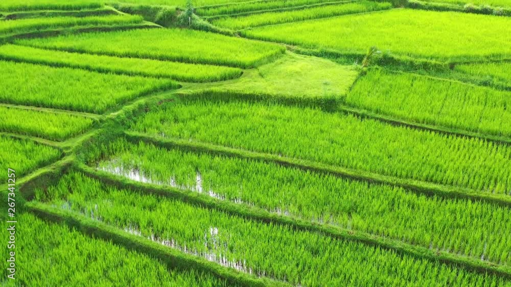 Aerial view of rice terraces. Landscape with drone. Agricultural landscape from the air. Rice terraces in the summer. UNESCO World Heritage - Jatiluwih rise terrace, Bali, Indonesia. Aerial view of rice terraces. Landscape with drone. Agricultural landscape from the air. Rice terraces in the summer. UNESCO World Heritage - Jatiluwih rise terrace, Bali, Indonesia.