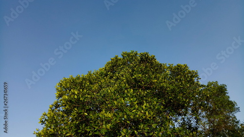 A Mangrove Tree with Clear Blue Sky