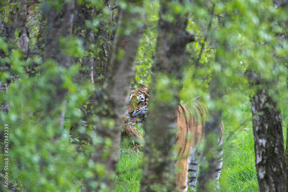 Tiger, Panthera tigris, camouflaged while walking amongst the leaves and grass of a woodland during spring.