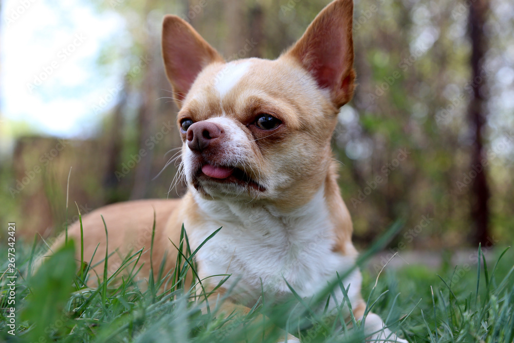 little Chihuahua dog lying on the green grass