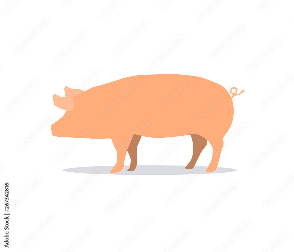 Pig isolated on white background. Side pork picture on white backdrop. Pig isolated on white background. Side pork picture on white backdrop.