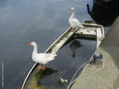 Photography two white geese standing on a boat in a canal of Amsterdam
