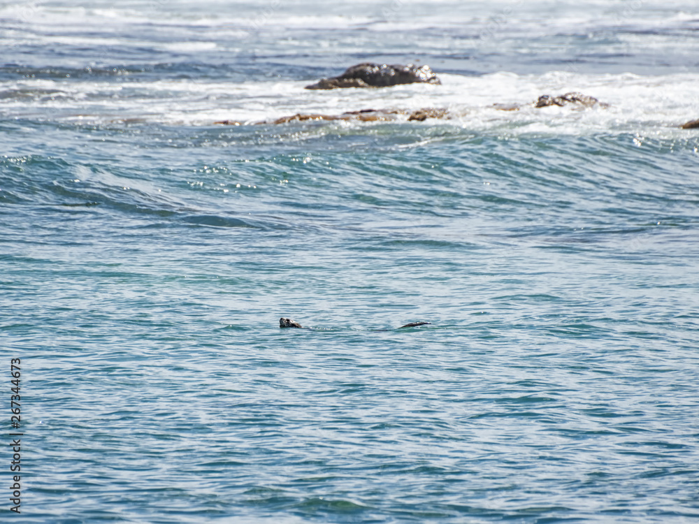 Fototapeta premium Otter Swimming