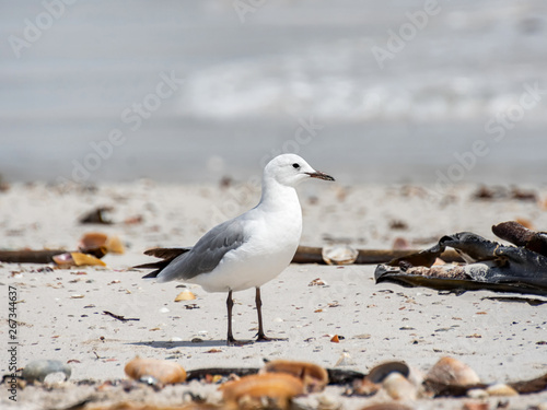 Hartlaub's Gull photo