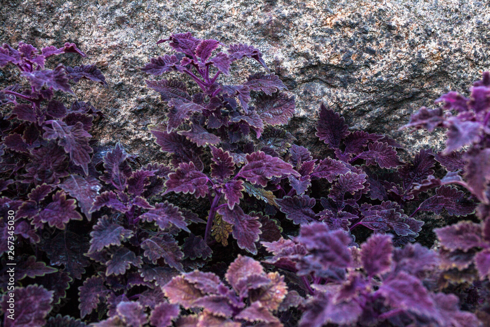 Coleus in the flowerbed near the stone Coleus in the flowerbed near the stone