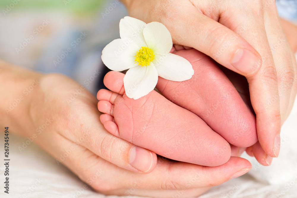 baby feet in mom's hands beautiful flower concept tenderness care (macro)