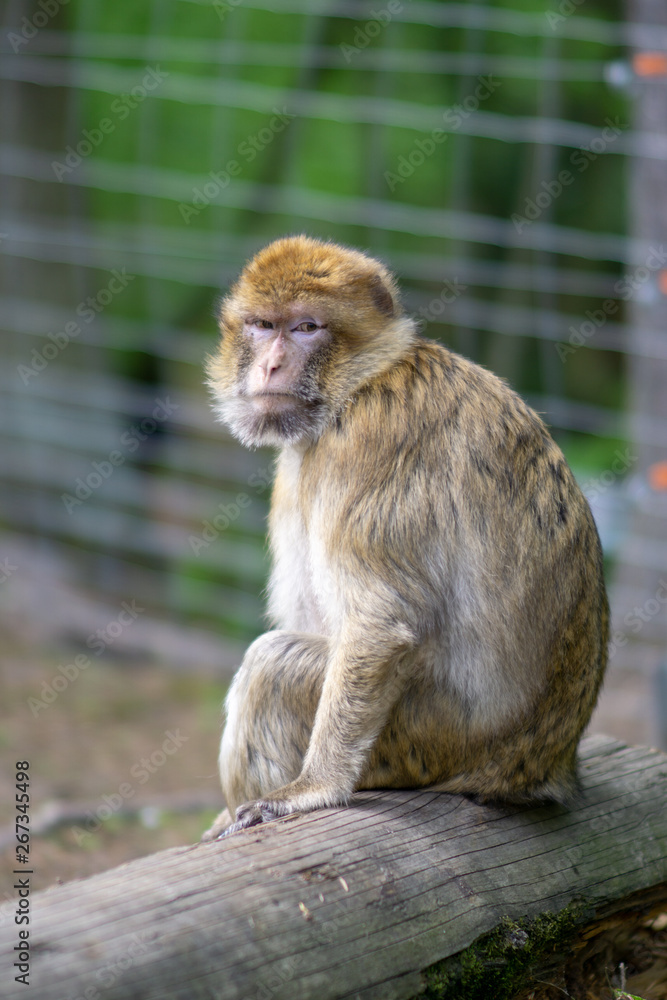 Naklejka premium Gera Tierpark 2019