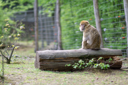 Tableau sur toile Gera Tierpark 2019