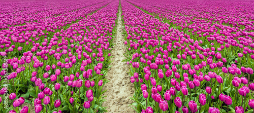 Endless rows of purple flowering tulips