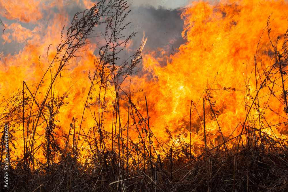 Big fire in the field Big fire in the field