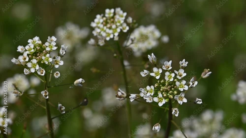 Close up white Capsella flowers in green grass Close up white Capsella flowers in green grass